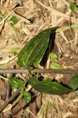 Calea bucaramangensis