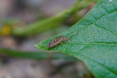 Orchesella quinquefasciata