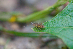 Orchesella quinquefasciata