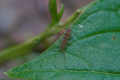 Orchesella quinquefasciata