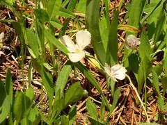 Calochortus minimus