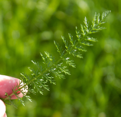Achillea millefolium
