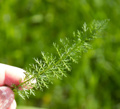 Achillea millefolium