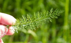 Achillea millefolium