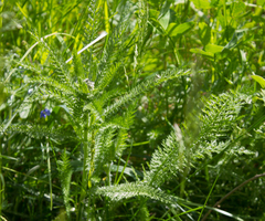 Achillea millefolium