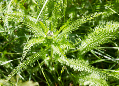 Achillea millefolium