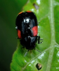 Babia quadriguttata