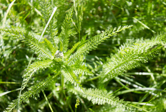 Achillea millefolium