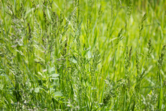 Poa pratensis