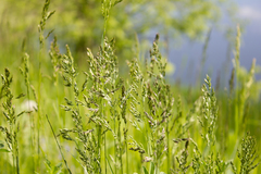 Poa pratensis