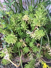 Portulaca grandiflora
