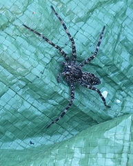 Dolomedes scriptus