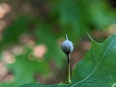 Callirhytis pedunculata