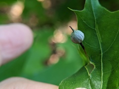 Callirhytis pedunculata