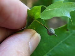 Callirhytis pedunculata