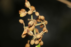 Vismia baccifera dealbata