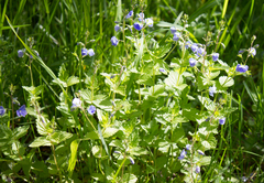 Veronica chamaedrys