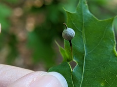 Callirhytis pedunculata