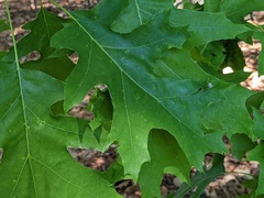 Callirhytis pedunculata
