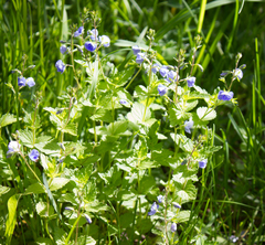 Veronica chamaedrys