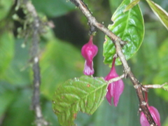 Drymonia conchocalyx