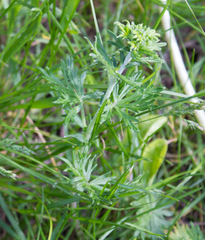 Potentilla argentea