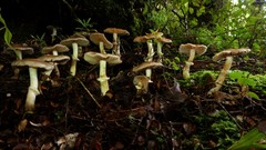 Cortinarius meleagris