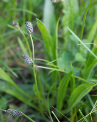 Plantago lanceolata