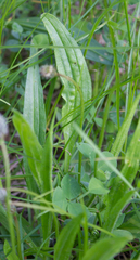 Plantago lanceolata