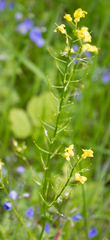 Barbarea vulgaris