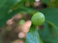Amphibolips quercusostensackenii
