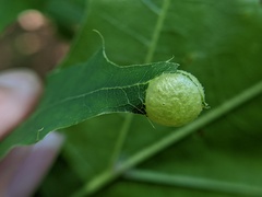 Amphibolips quercusostensackenii