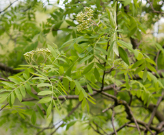 Sorbus aucuparia