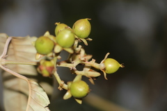 Vismia baccifera dealbata