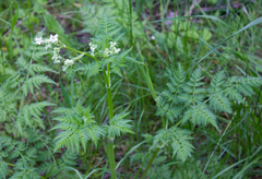 Anthriscus sylvestris