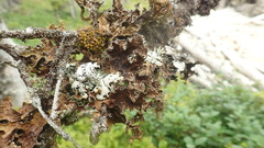 Lobaria pulmonaria