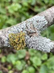 Teloschistes chrysophthalmus