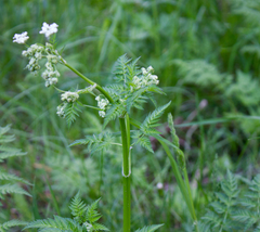 Anthriscus sylvestris