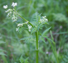 Anthriscus sylvestris