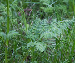 Anthriscus sylvestris
