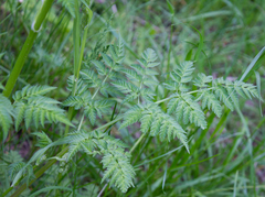 Anthriscus sylvestris