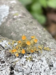 Teloschistes chrysophthalmus