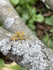 Teloschistes chrysophthalmus