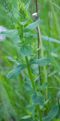 Hypericum perforatum