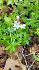 Lithophragma parviflorum parviflorum