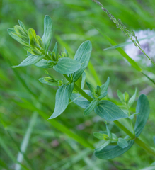 Hypericum perforatum