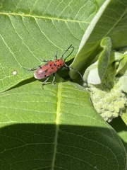 Tetraopes tetrophthalmus