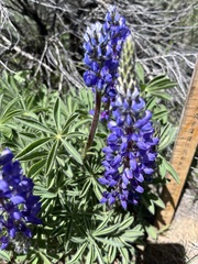 Lupinus prunophilus