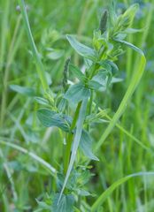 Hypericum perforatum