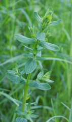 Hypericum perforatum